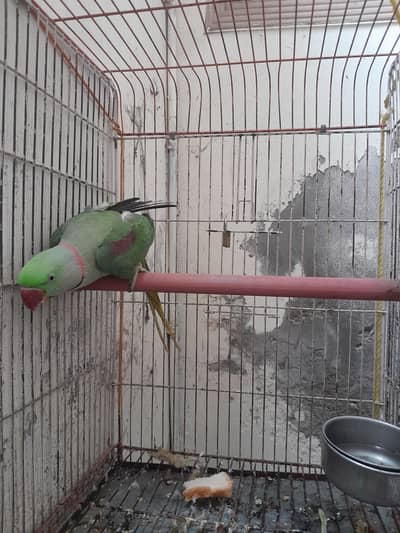 Taking RaW parrot fully tained. . .