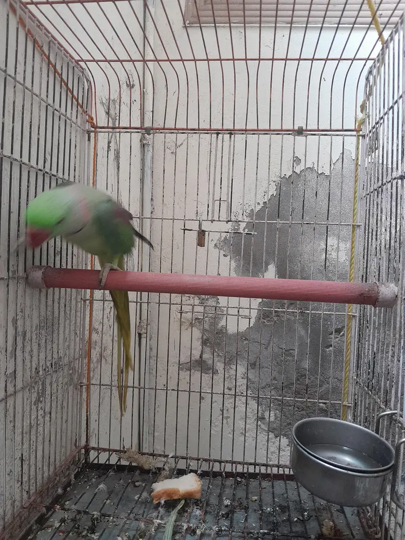 Taking RaW parrot fully tained. . . — photo 2