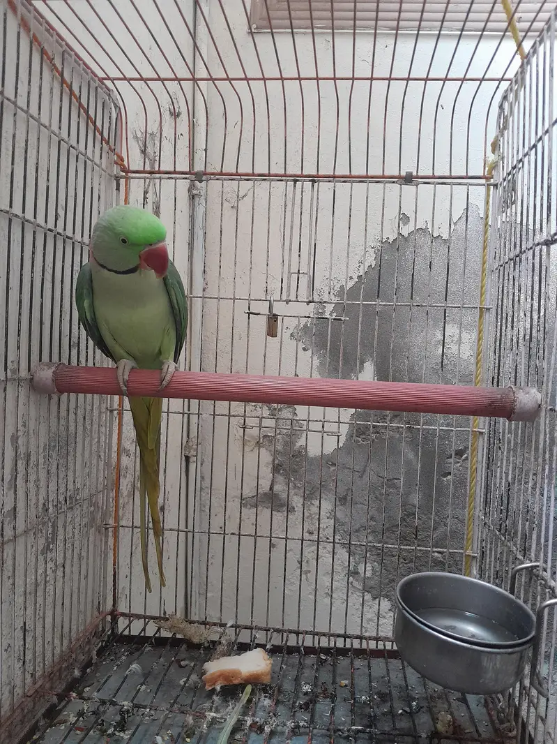 Taking RaW parrot fully tained. . . — photo 3