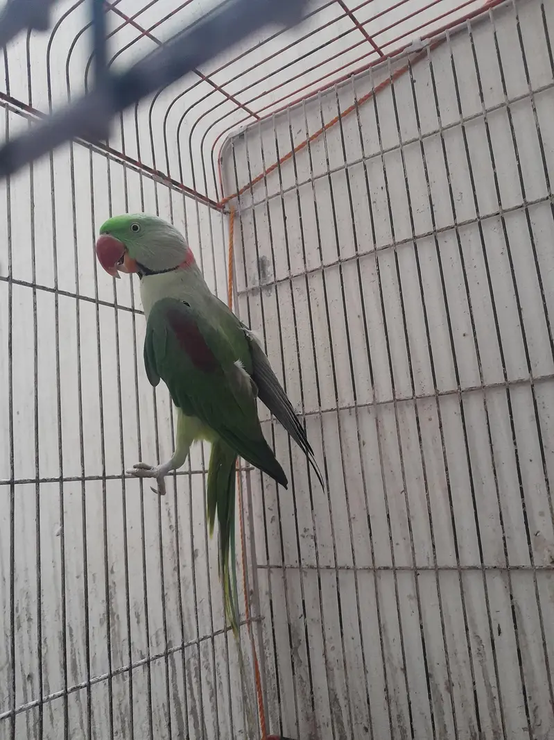 Taking RaW parrot fully tained. . . — photo 4