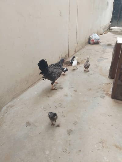 hens with Chick available for sell