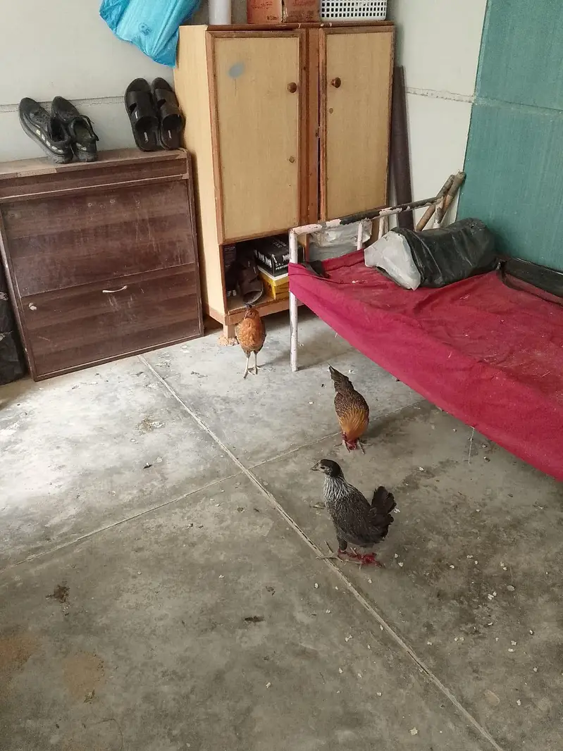 hens with Chick available for sell — photo 2