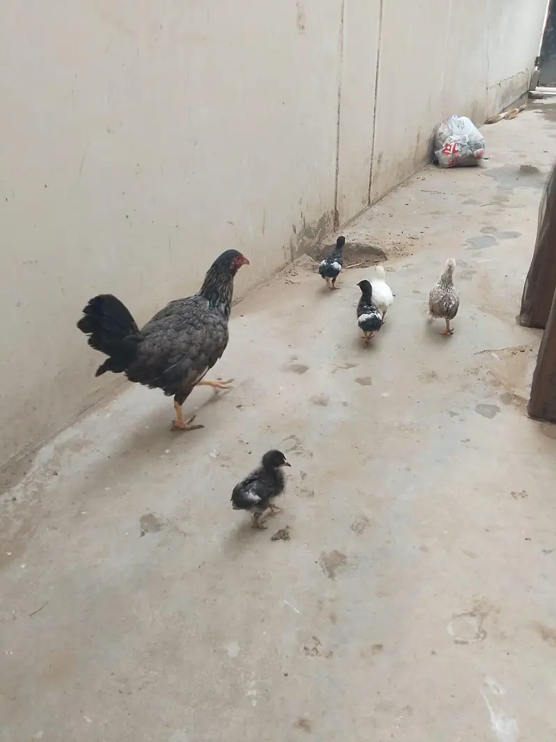hens with Chick available for sell — photo 3