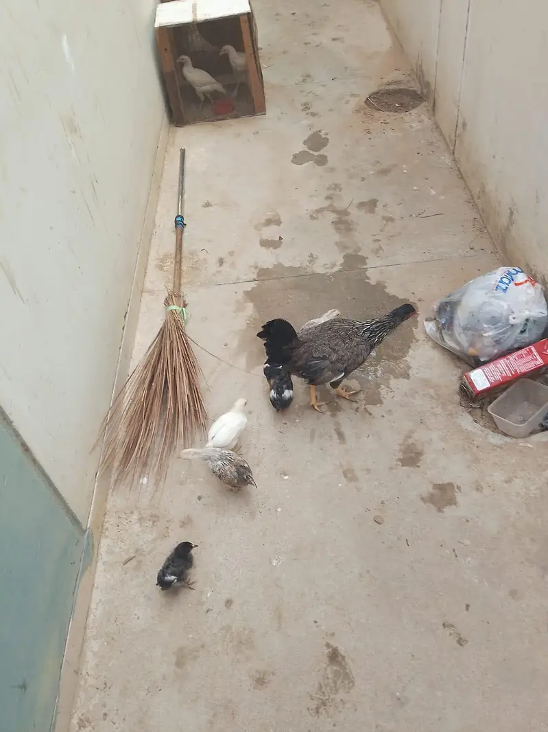 hens with Chick available for sell — photo 4