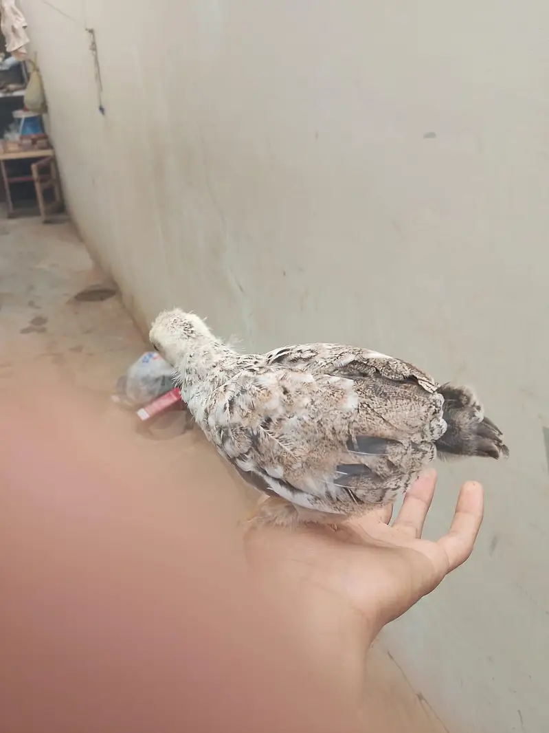 hens with Chick available for sell — photo 7