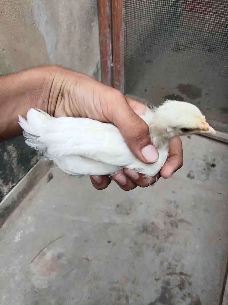 hens with Chick available for sell — photo 8