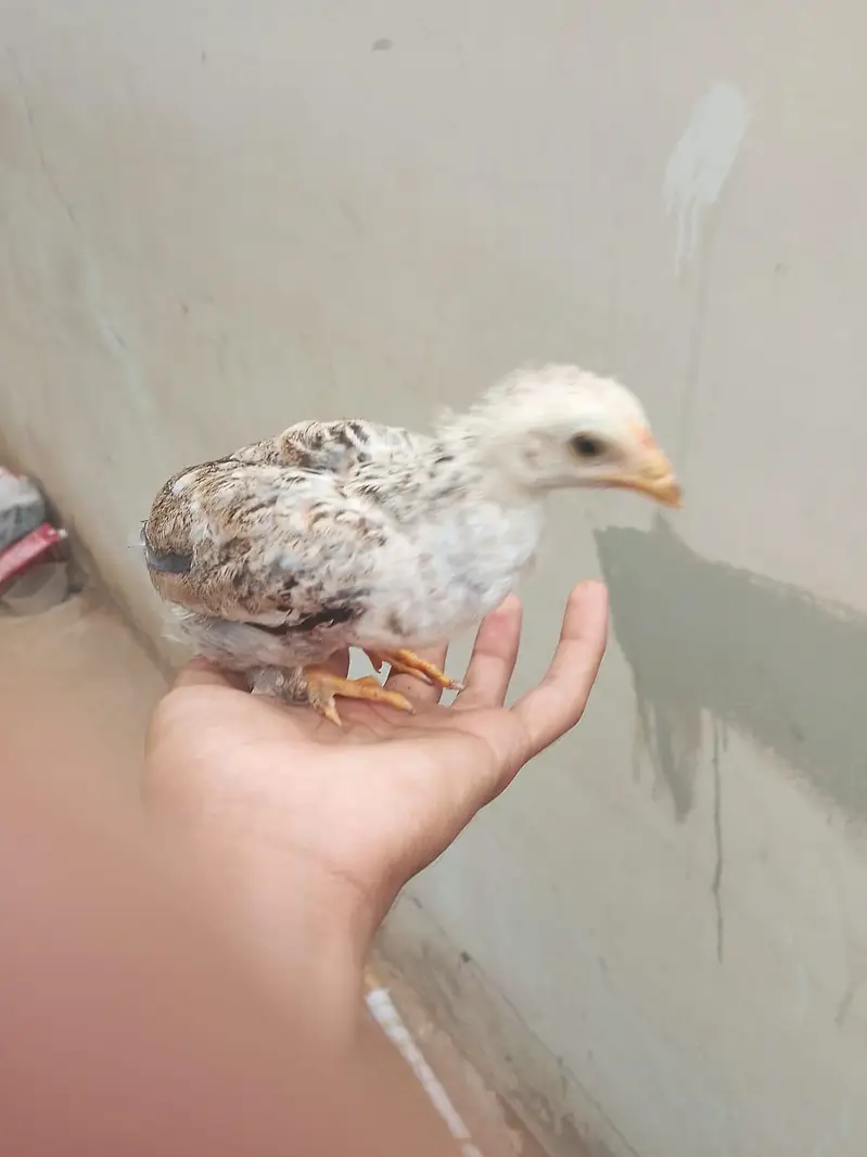 hens with Chick available for sell — photo 9