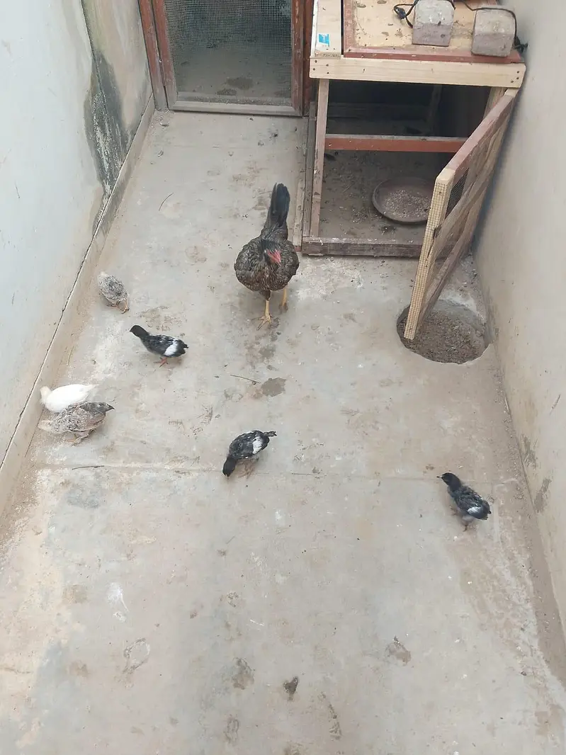 hens with Chick available for sell — photo 10