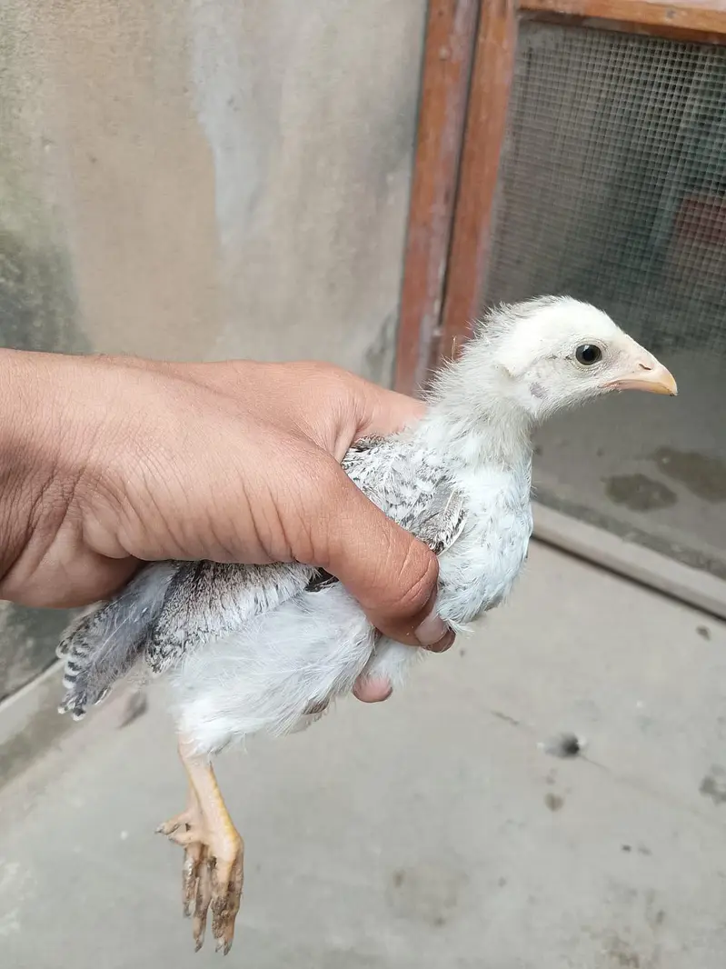 hens with Chick available for sell — photo 11