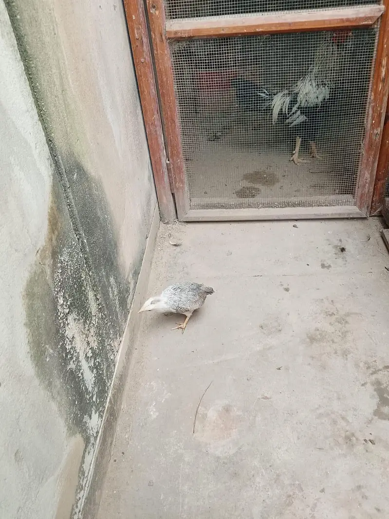 hens with Chick available for sell — photo 12