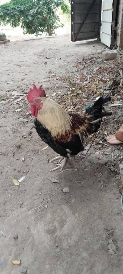 4 murgya 1 murga