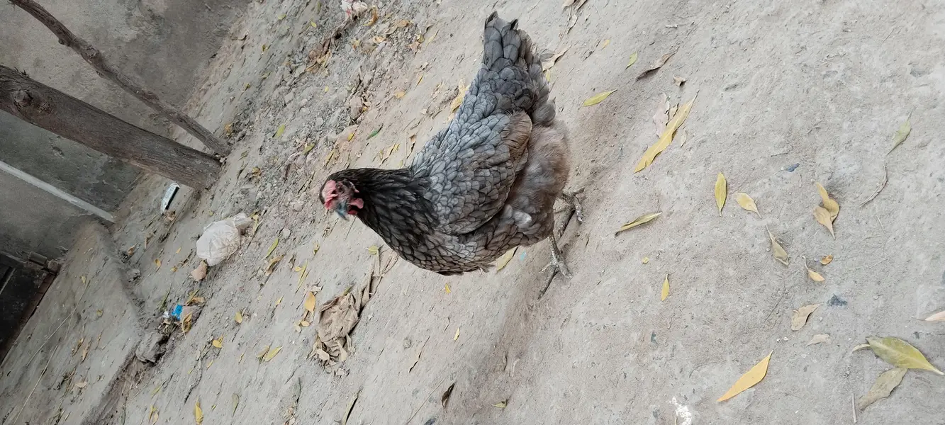 4 murgya 1 murga — photo 2