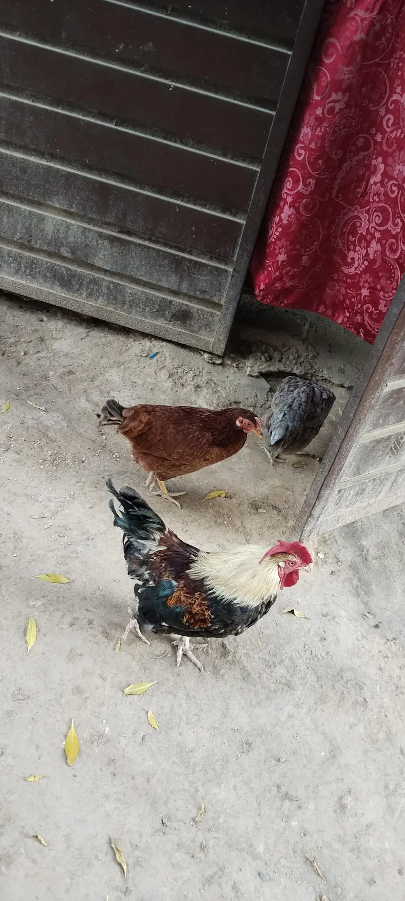 4 murgya 1 murga — photo 4