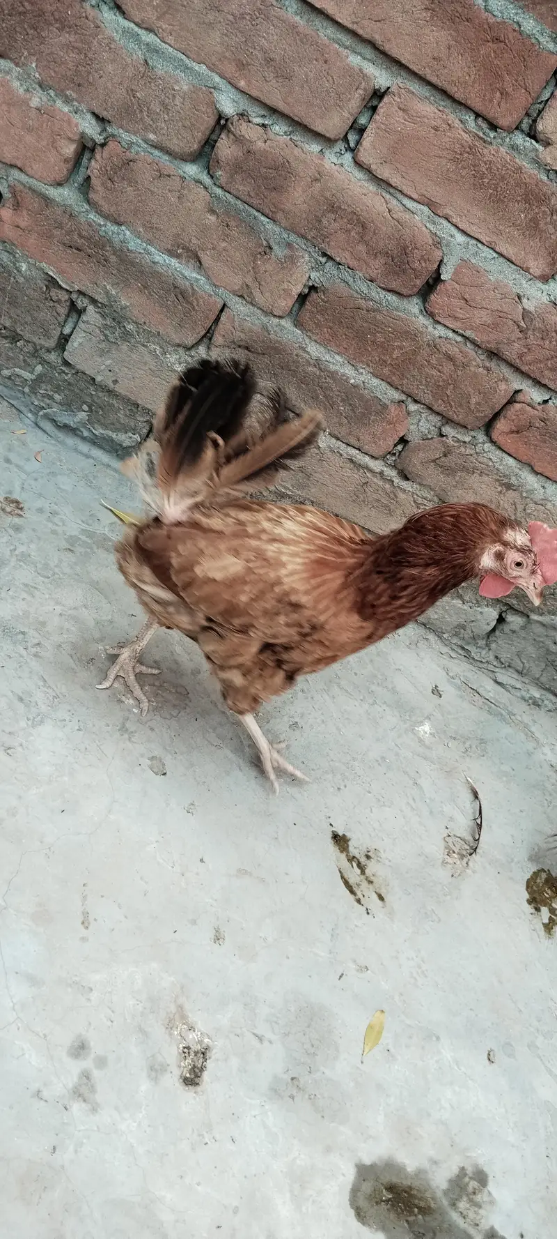 4 murgya 1 murga — photo 5
