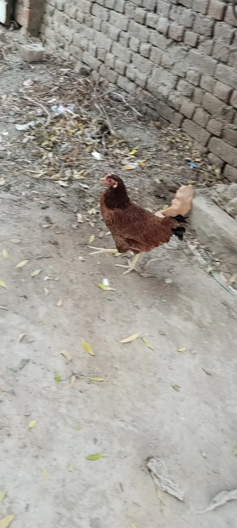 4 murgya 1 murga — photo 6