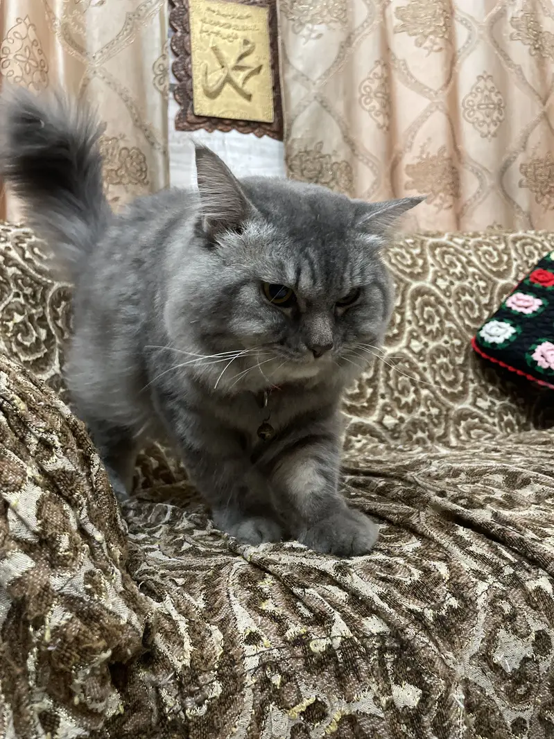 Home Breed — photo 2
