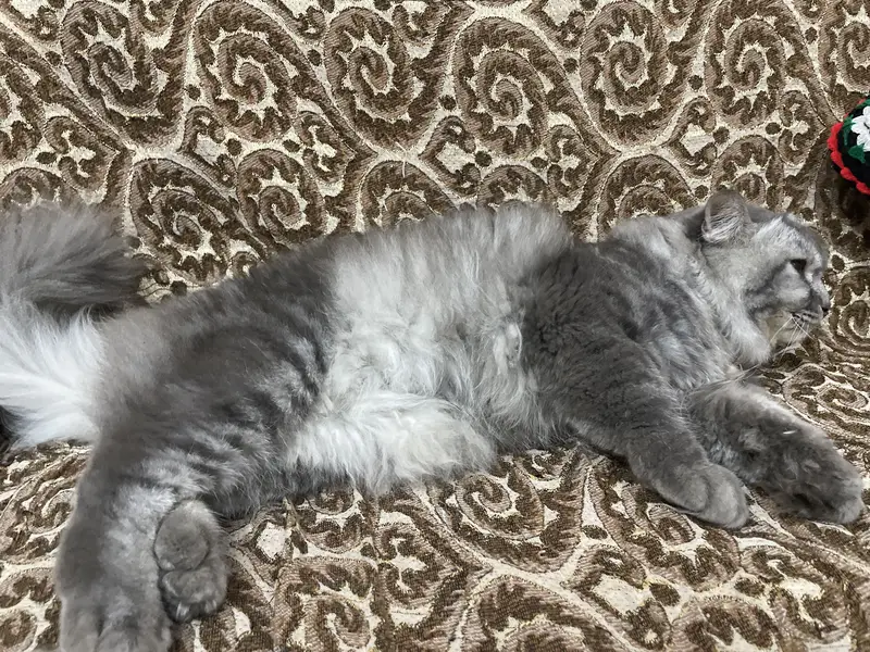 Home Breed — photo 4