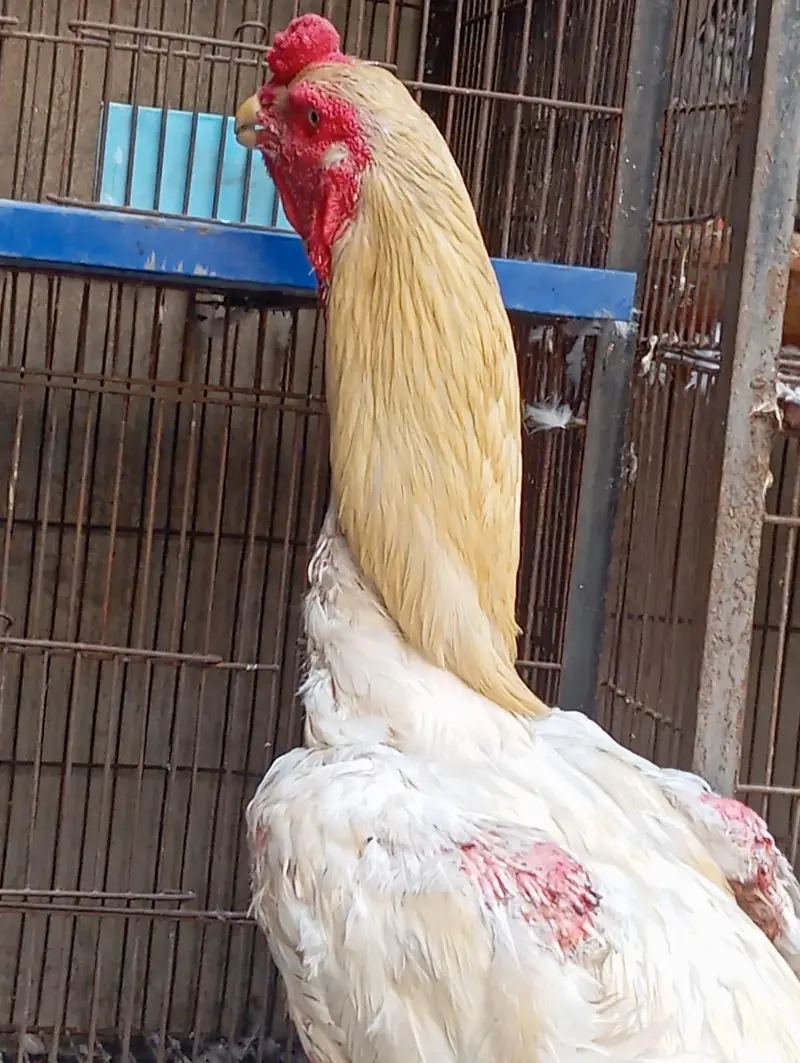 O Shamoo Aseel — photo 5
