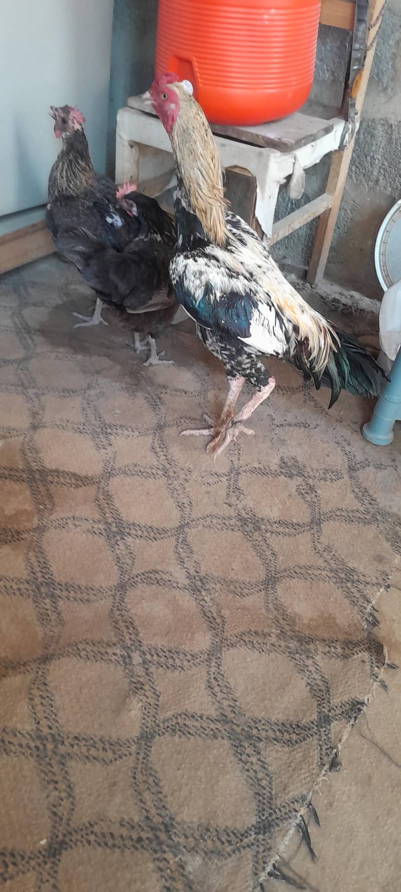young pair 0