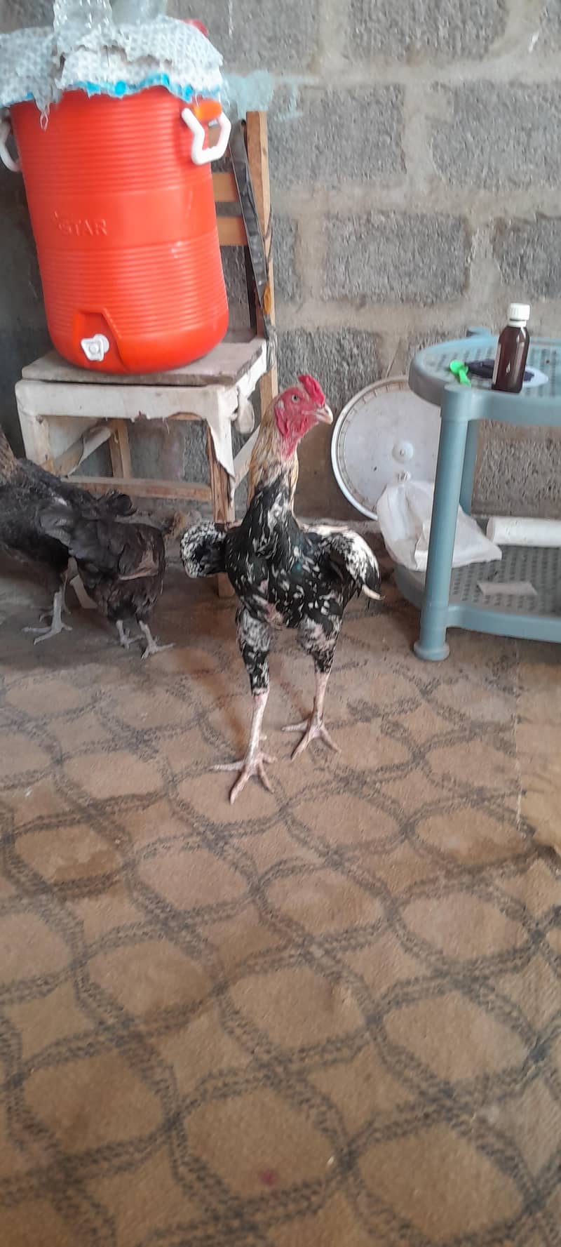 young pair 3