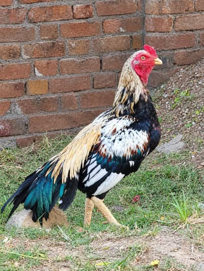 Aseel female