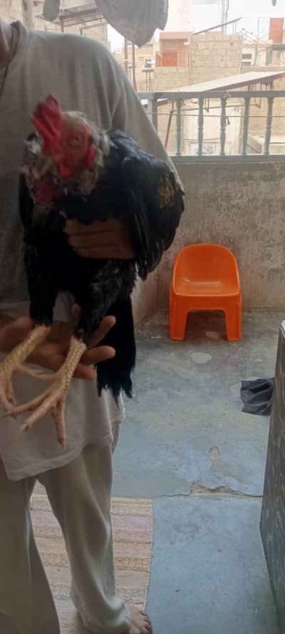 Murga Laraku