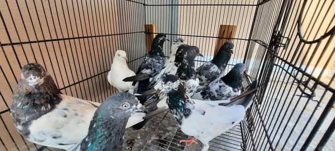 pigeon