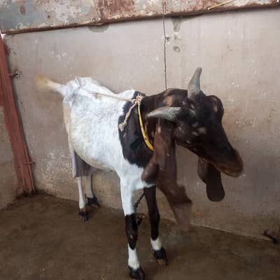 bakri for sale urgent
