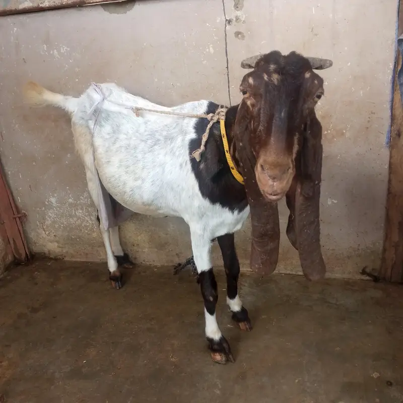 bakri for sale urgent — photo 2