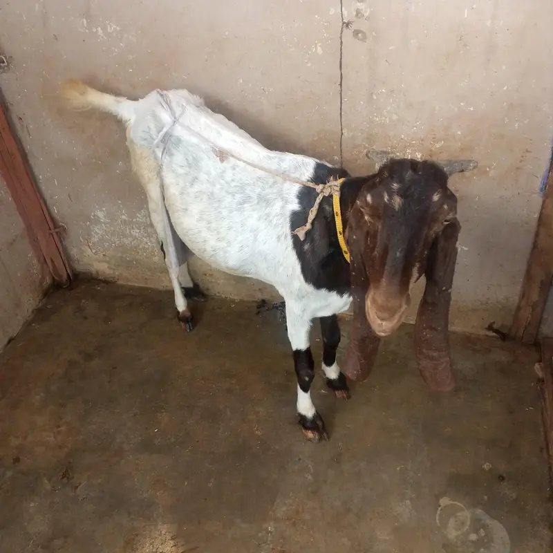 bakri for sale urgent — photo 3