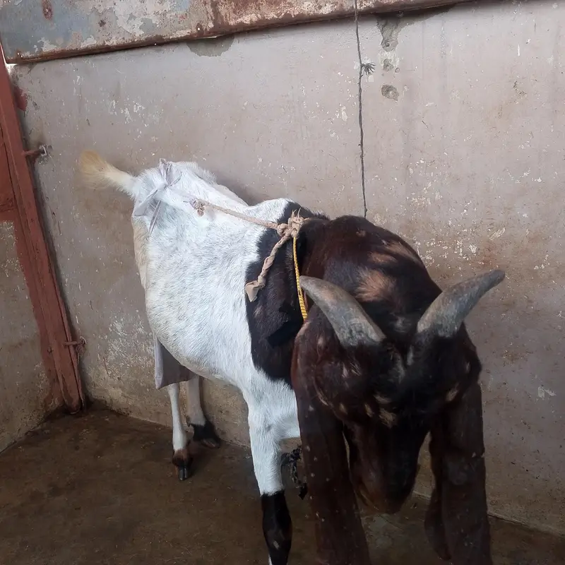 bakri for sale urgent — photo 4