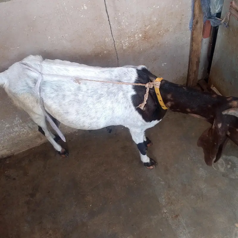 bakri for sale urgent — photo 5