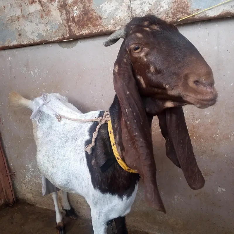 bakri for sale urgent — photo 6