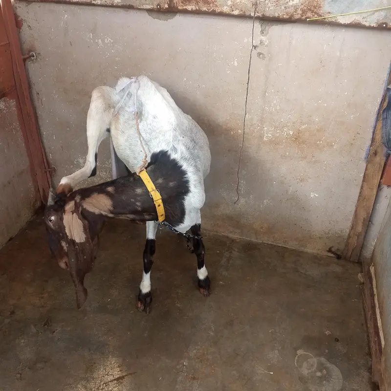 bakri for sale urgent — photo 7