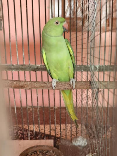 Breeders pair