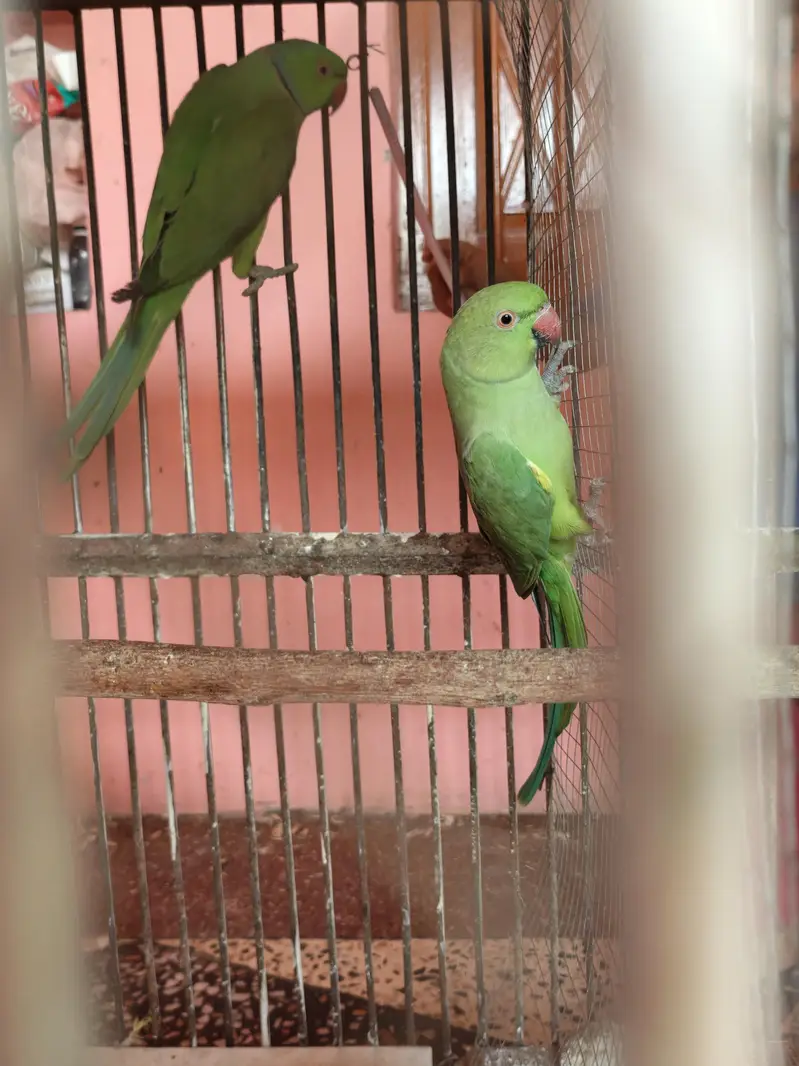 Breeders pair — photo 2
