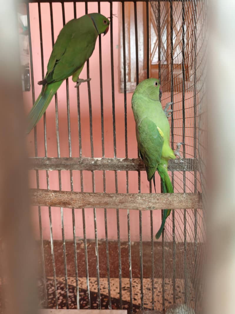 Breeders pair 2