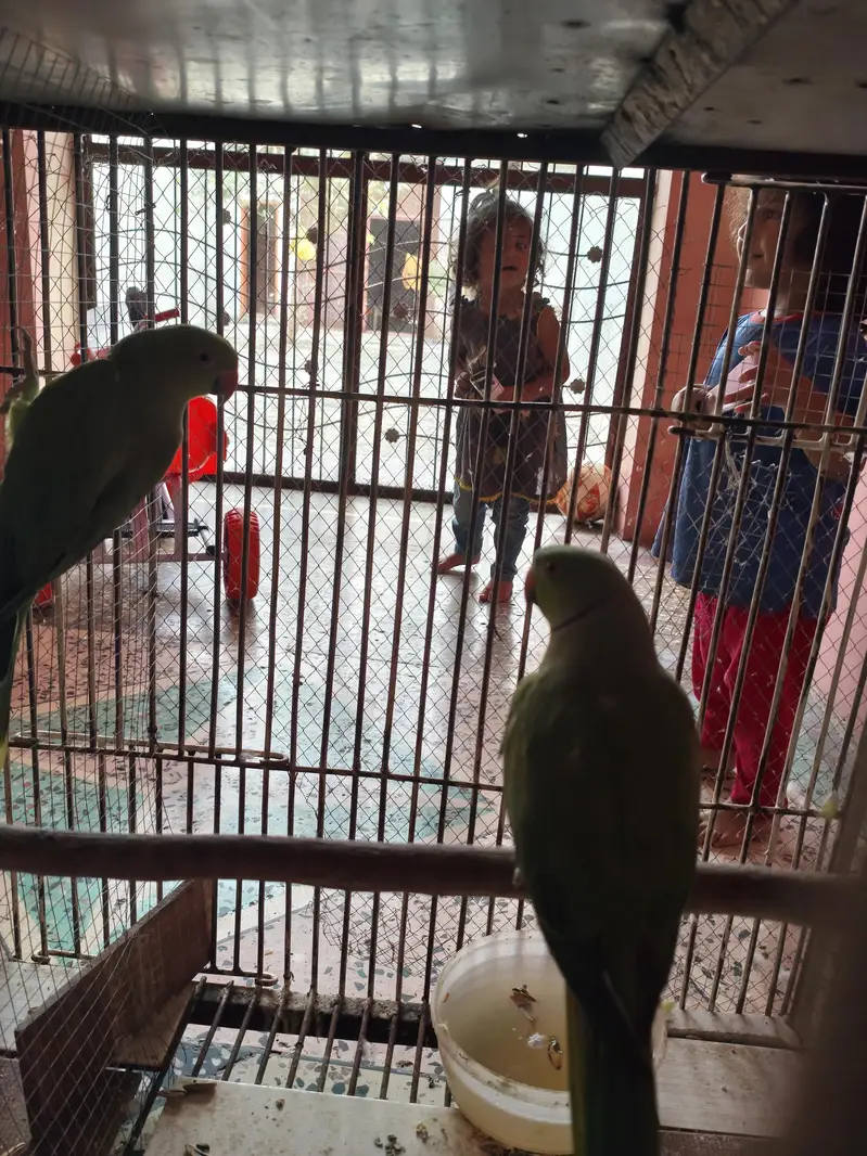 Breeders pair — photo 4