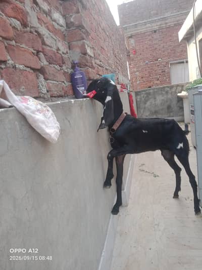 Suba 12 sham 4 bjay to dekh skty ho
