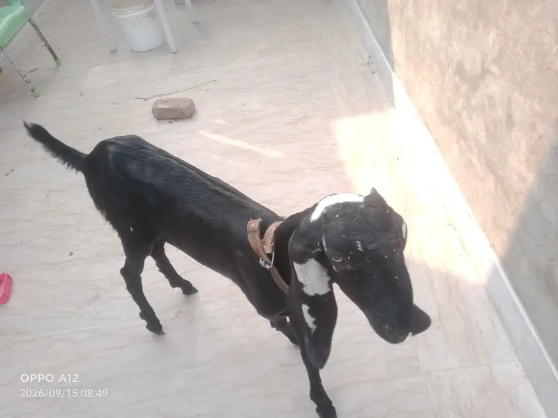 Suba 12 sham 4 bjay to dekh skty ho — photo 2