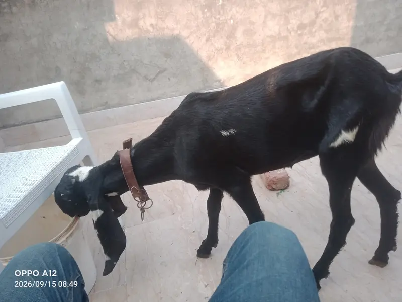 Suba 12 sham 4 bjay to dekh skty ho — photo 3