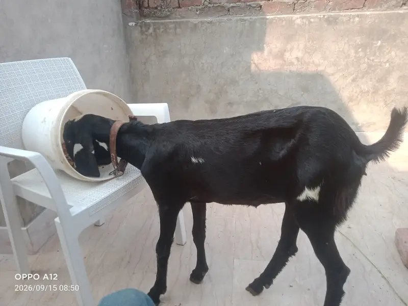 Suba 12 sham 4 bjay to dekh skty ho — photo 4