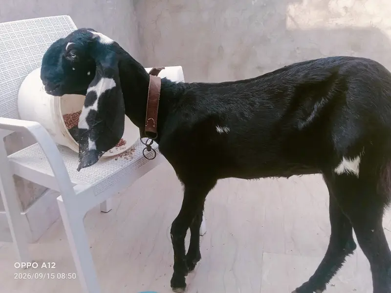 Suba 12 sham 4 bjay to dekh skty ho — photo 5
