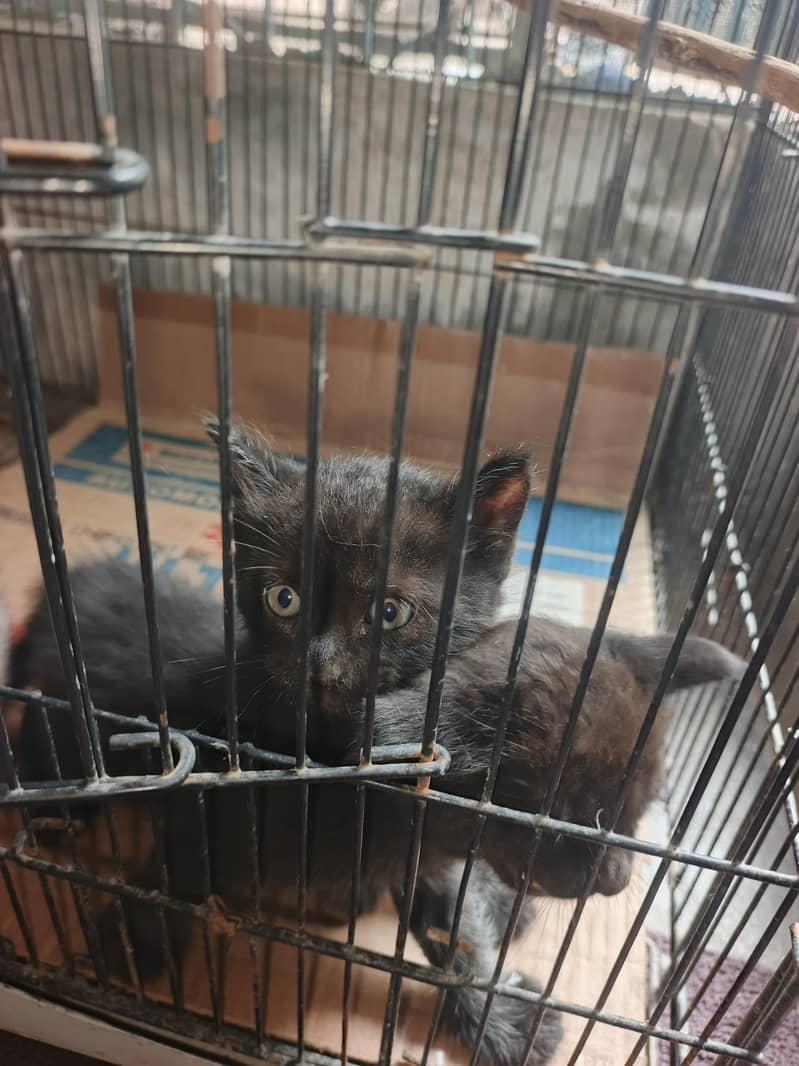 for sale 0