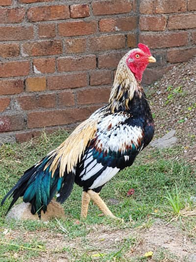Aseel Male