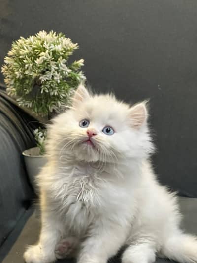 kittens available for sale
