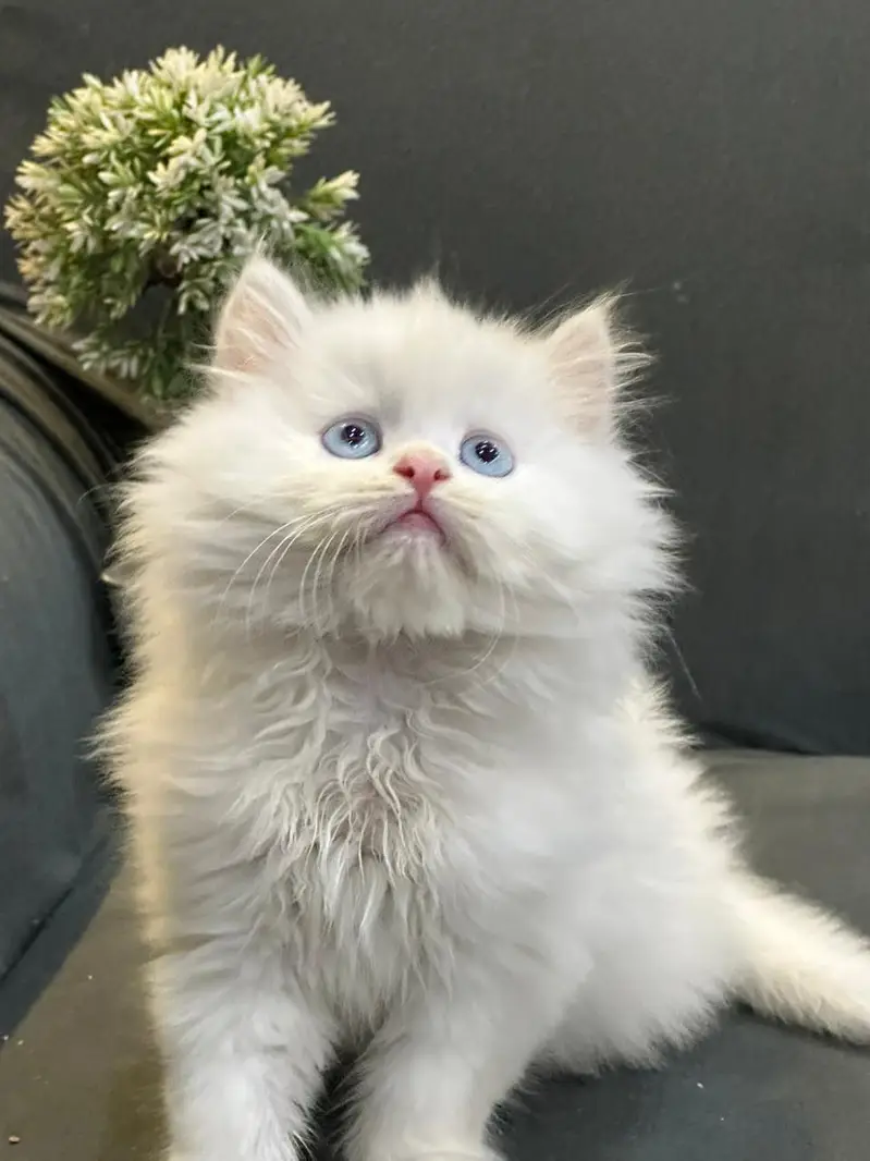 kittens available for sale — photo 2