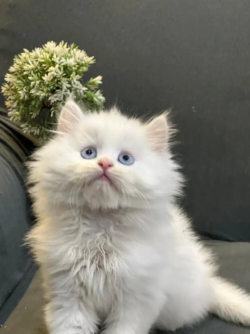 kittens available for sale — photo 3