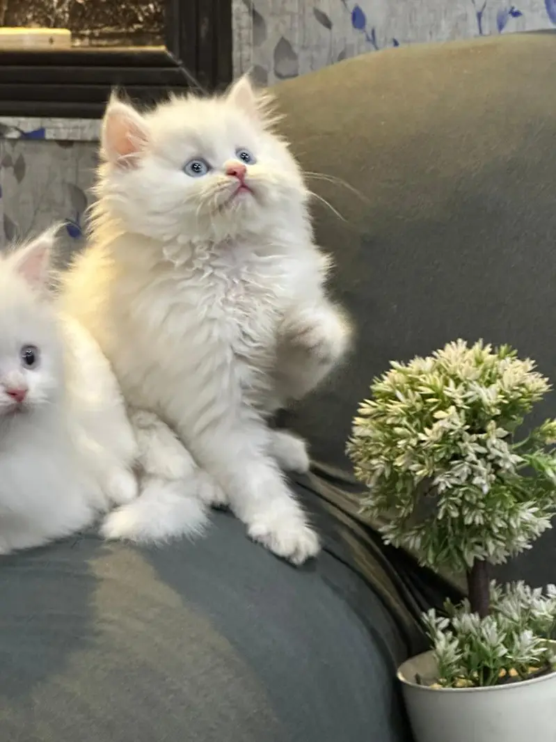 kittens available for sale — photo 4