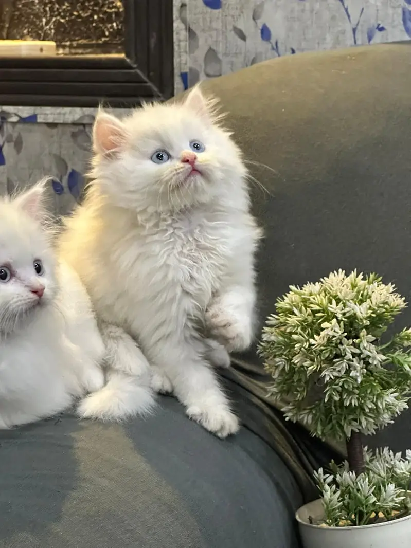 kittens available for sale — photo 5
